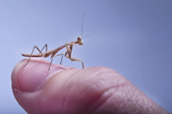 Nimf praying mantis — Stockfoto