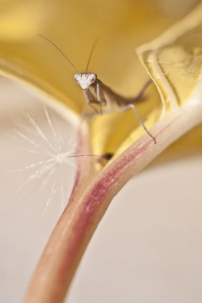 Nymf praying mantis — Stockfoto