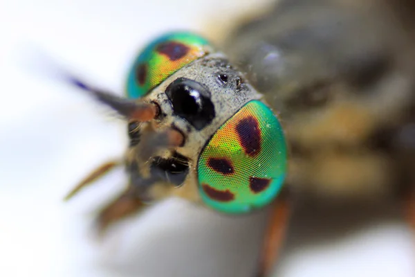 Big eyes fly — Stock Photo, Image