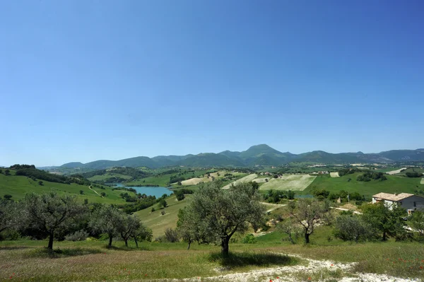 Olive trees in Italy — Stock Photo, Image