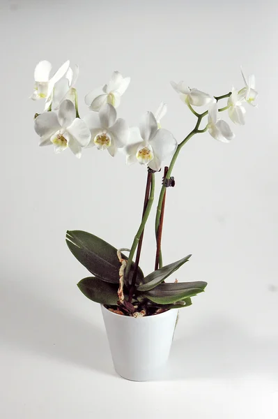 Weiße Orchidee — Stockfoto