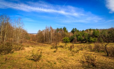 Ormanın ortasında çayır