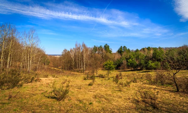 Meadow in the middle of the forest — Stock Photo, Image