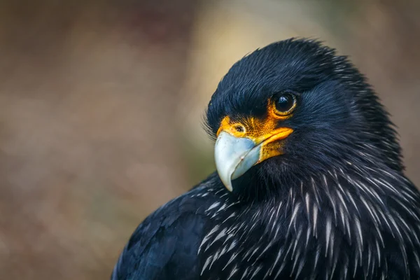 Caracara estriado — Fotografia de Stock