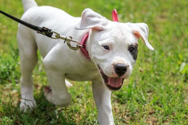 Filhote de cachorro feliz — Fotografia de Stock