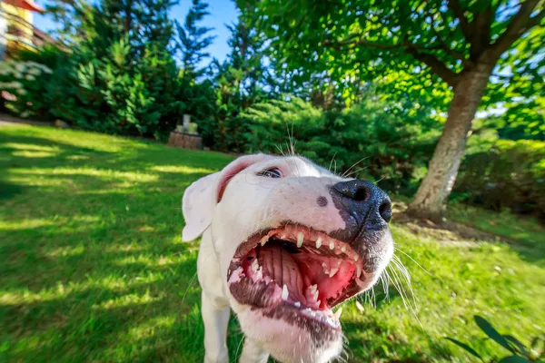 Cão agressivo — Fotografia de Stock