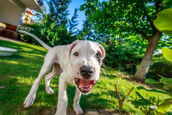 Frecher Hund — Stockfoto