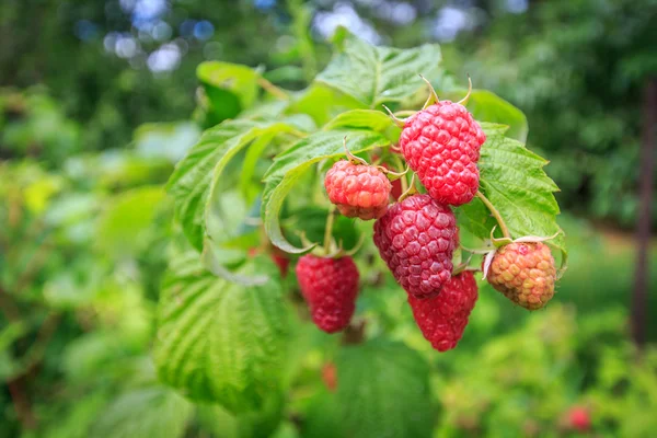 Fresh raspberries — Stock Photo, Image