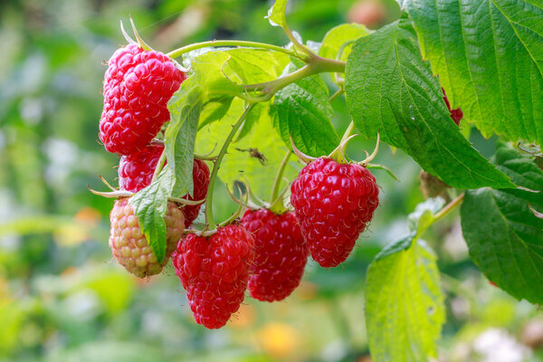 Growing raspberries