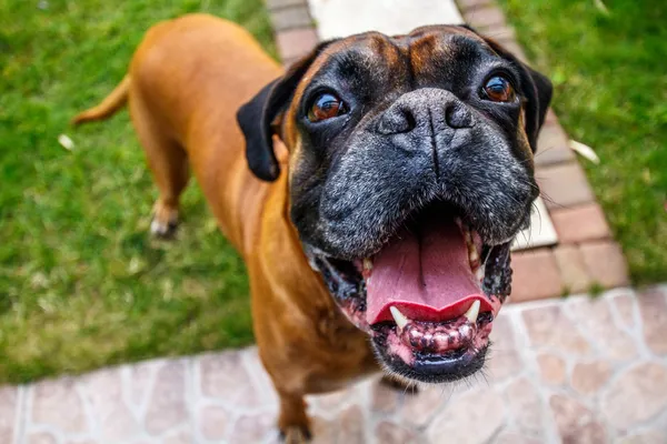 Szczęśliwy bokser pies Obraz Stockowy