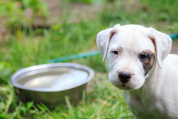 Hungry dog — Stock Photo, Image