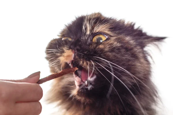 Cat eating — Stock Photo, Image