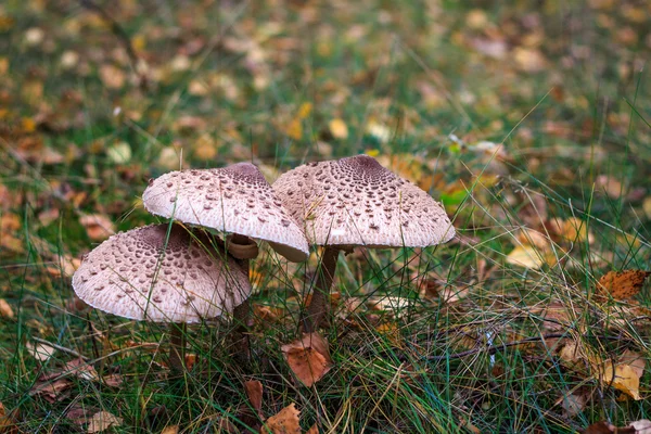 Parasol mushrooms — Stock Photo, Image