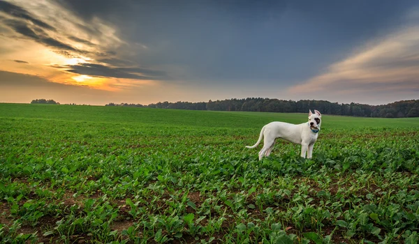 Dogo argentino no campo — Fotografia de Stock
