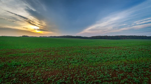Field during sunset panorama — Stock Photo, Image