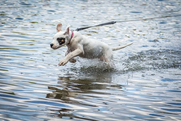 Ο σκύλος παίζει στο νερό Royalty Free Φωτογραφίες Αρχείου