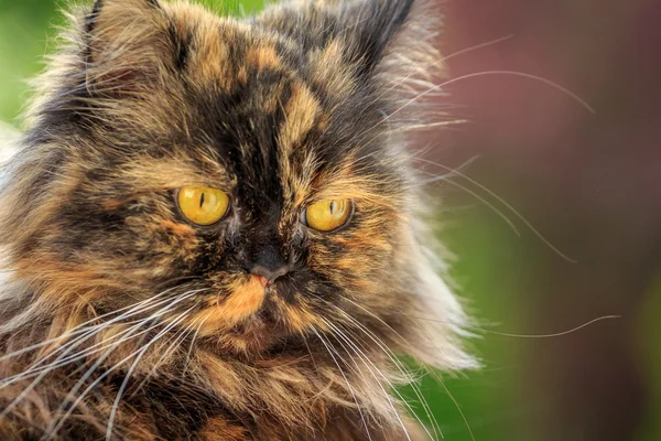 Yeşil arka planda güzel bir kedi — Stok fotoğraf