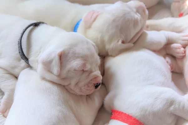 Sleeping puppies — Stock Photo, Image