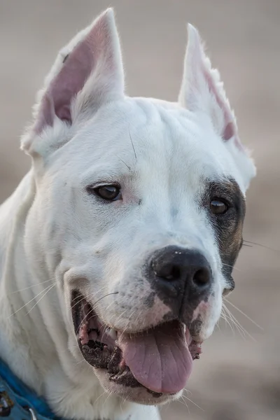 Dogo argentino — Fotografia de Stock