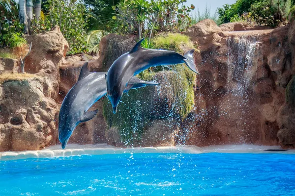 Delfines saltando —  Fotos de Stock