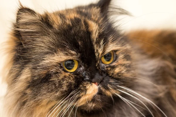 Fluffy cat with big shiny eyes — Stock Photo, Image