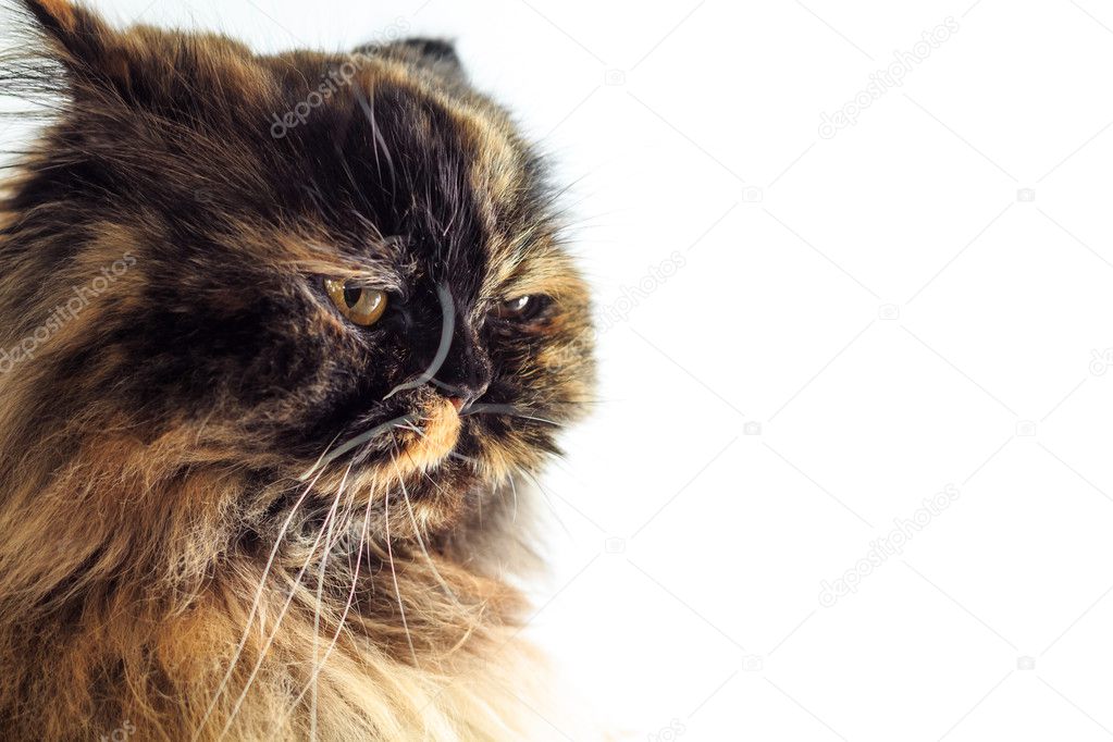Irritated cat Stock Vector Images - Alamy