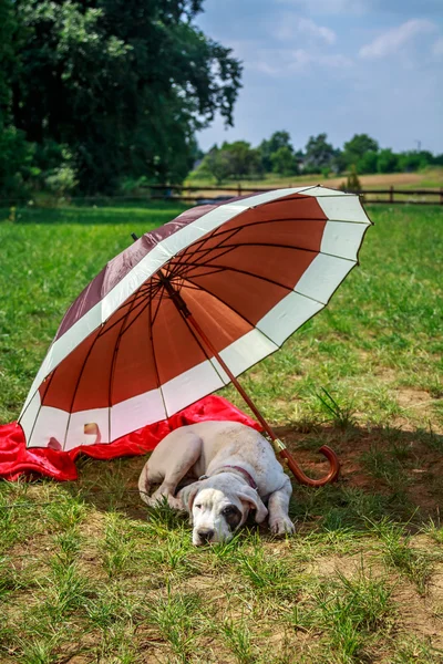 Perro de vacaciones — Foto de Stock