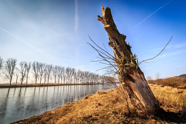 Pokácených stromů u řeky — Stock fotografie