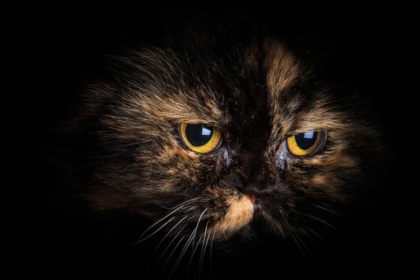 Kedi içinde belgili tanımlık karanlık — Stok fotoğraf