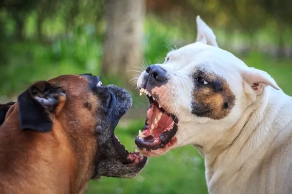 Fighting dogs — Stock Photo, Image