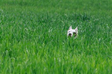 çalılıklarda saklanarak köpek
