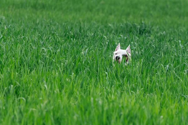 Perro escondido en el arbusto — Foto de Stock