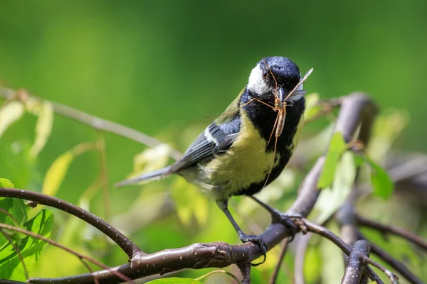 Gran mosquito comiendo Tit — Foto de Stock