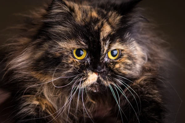 Fluffy cat — Stock Photo, Image