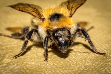 Bumblebee masa örtüsü üzerinde