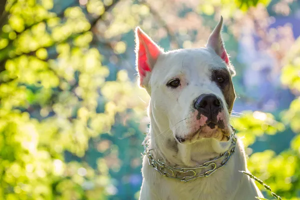 Cane su un bellissimo sfondo — Foto Stock