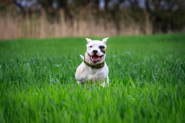 Çılgın köpek — Stok fotoğraf