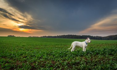 köpek günbatımı sahasının