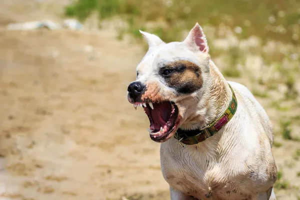 Öfkeli köpek — Stok fotoğraf