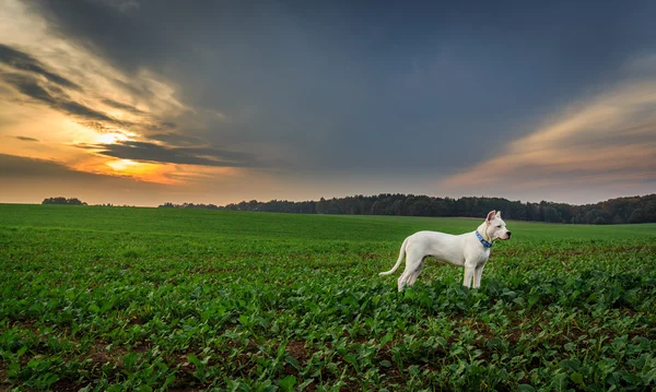 Pies na polu na zachodzie słońca — Zdjęcie stockowe