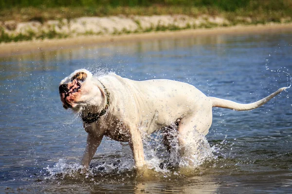 Mokry pies — Zdjęcie stockowe