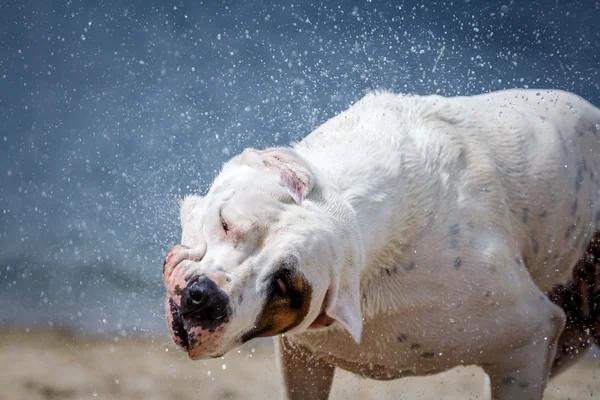Cão sacudindo água — Fotografia de Stock