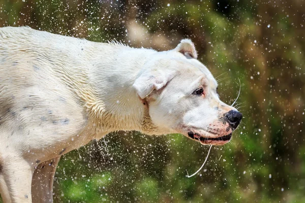 Мокра собака струшування — стокове фото