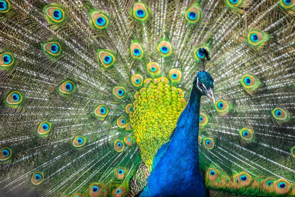 Peacock Closeup Animal Wildlife — Stock Photo, Image