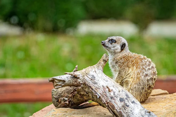 Meerkat Сидячи Скелі — стокове фото