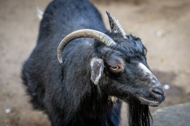 Kara keçi bana bakıyor.