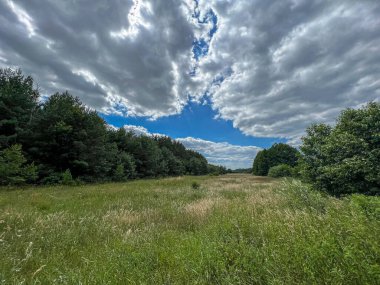 Zielonowo 'da orman ve dramatik gökyüzü