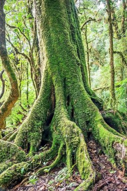 Ormandaki ağaçlara tutunan yosunların güzelliği