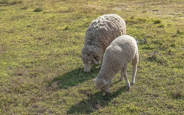 İki koyun çayırda ot yiyor..
