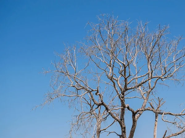 Ξηρά Δέντρα Και Μπλε Ουρανός Μια Σαφή Ημέρα — Φωτογραφία Αρχείου